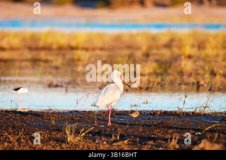 Cuillère africaine (Platalea alba), debout au bord de l'eau, Botswana, Parc National de Chobe, Kasane Banque D'Images
