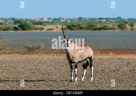 Gemsbock, beisa, oryx sud-africain (Oryx gazella), debout sur la rive avec une corne cassée, contact visuel, Botswana, réserve de gibier du Kalahari central Banque D'Images