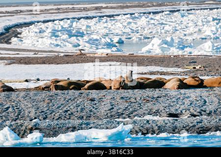 Morse (Odobenus rosmarus), une colonie de morses se prélasse sur une bande de terre au milieu de la banquise dans l'Arctique, la Norvège, le Svalbard, le Bockfjorden Banque D'Images