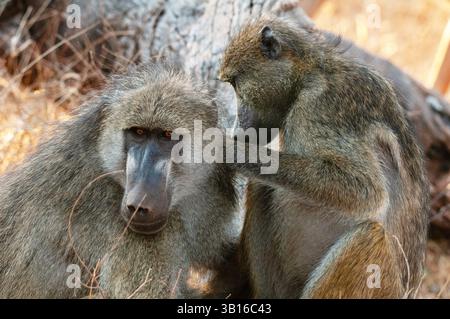 Babouin Chacma, babouin anubius, babouin olive (Papio ursinus, Papio cynocephalus ursinus), toilettage d'un autre babouin, Botswana, parc national de Chobe, Kasan Banque D'Images