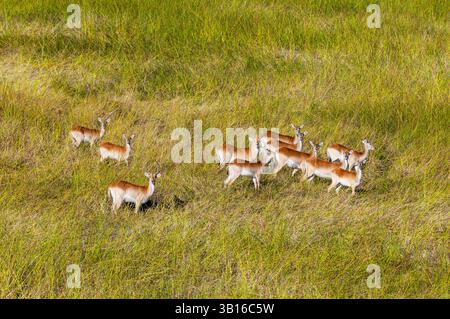 lechwe (Kobus leche), vue aérienne d'un buck et de son harem de lechwe rouge WaterBucks, Botswana, Delta de l'Okavango Banque D'Images