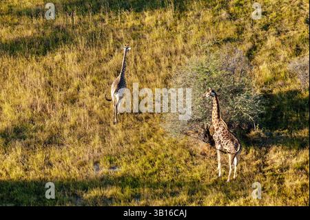 Girafe angolaise, girafe fumée, girafe du sud, girafe à deux cornes, girafe namibienne (Giraffa camelopardalis angolensis, giraffa angolensis) Banque D'Images