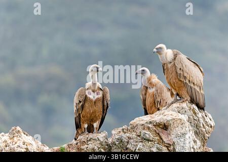Vautours griffon (Gyps fulvus), deux adultes et un juvénile assis sur un rocher, Espagne, Estrémadure, Salorino Banque D'Images