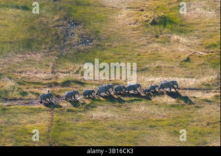 Éléphant d'Afrique (Loxodonta africana), vue aérienne d'un troupeau d'éléphants suivant un sentier en herbe haute, Botswana, Delta de l'Okavango Banque D'Images
