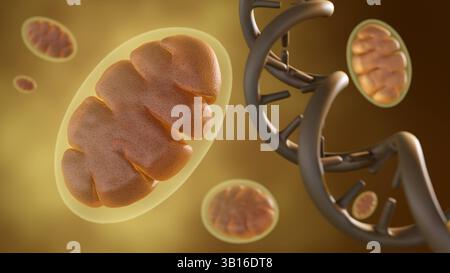 Rendu 3d d'une mitochondrie, la centrale électrique de la cellule, entrelacée avec un segment d'ADN. Banque D'Images