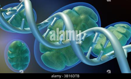 Rendu 3d d'une mitochondrie, la centrale électrique de la cellule, entrelacée avec un segment d'ADN. Banque D'Images