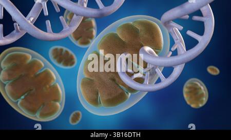 Rendu 3d d'une mitochondrie, la centrale électrique de la cellule, entrelacée avec un segment d'ADN. Banque D'Images