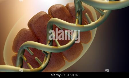 Rendu 3d d'une mitochondrie, la centrale électrique de la cellule, entrelacée avec un segment d'ADN. Banque D'Images