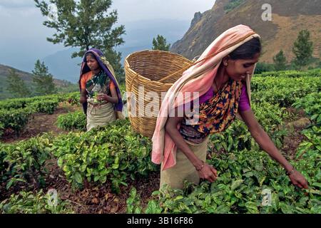 Les plantations de thé autour d'Ootacamund (Ooty)/Udagamandalam dans l'État sud de l'Inde du Tamil Nadu forment des motifs fascinants sur fond de t Banque D'Images