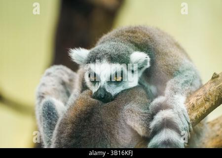 Portrait d'un lémurien à queue annulaire. Animal en gros plan. Lemur catta Banque D'Images