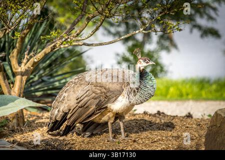 Portrait d'un peahen dans un habitat naturel Banque D'Images