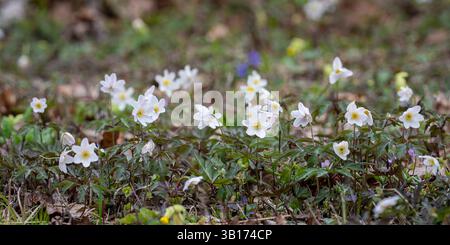 Anémone des bois : une espèce indicatrice des forêts anciennes. Tapis d'anémones de bois dans une forêt de chênes Loode. Variation à feuilles violettes foncées d'Anemone nemorosa. Banque D'Images