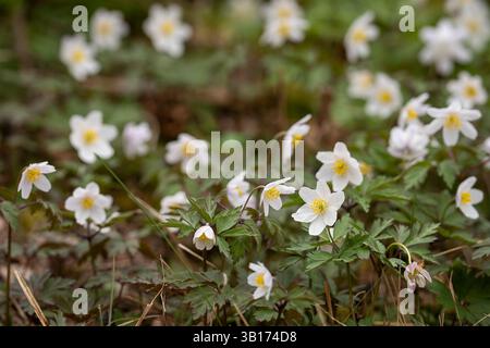 Anémone des bois : une espèce indicatrice des forêts anciennes. Tapis d'anémones de bois dans une forêt de chênes Loode. Fond de printemps. Banque D'Images