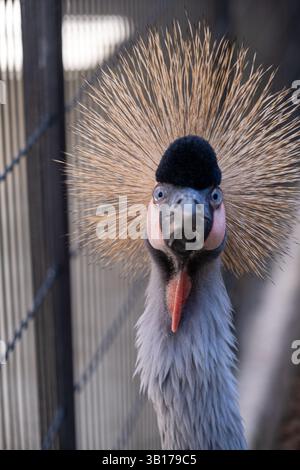 Vue frontale d'une grue couronnée montrant son exubérante crête dorée. Banque D'Images