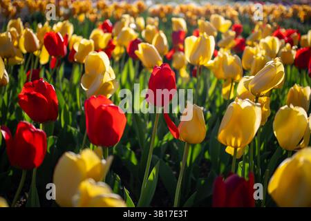 Exemple d'image avec l'objectif Viltrox AF 27mm f1.7 | WASHINGTON D.C., États-Unis — Des tulipes rouges et jaunes s’entassent en rangées serrées à la Floral Library, un jardin de démonstration du National Park Service près du Tidal Basin. Chaque massif accueille traditionnellement une seule variété, permettant aux visiteurs de comparer les cultivars côte à côte, un format inspiré d’une plantation des Sterling Forest Gardens à New York. Le jardin a été conçu en 1968 et a fleuri pour la première fois au printemps suivant. Banque D'Images