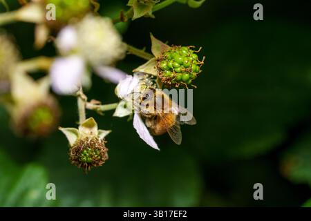 Une abeille recueille le pollen d'une fleur de mûre, au milieu de baies vertes non mûres, dans un gros plan montrant le rôle vital de l'insecte dans la pollinisation. Banque D'Images