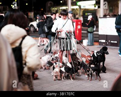 Homme promenant plusieurs chiens sur une rue animée à Tokyo Japon Urban Pet culture scène Banque D'Images