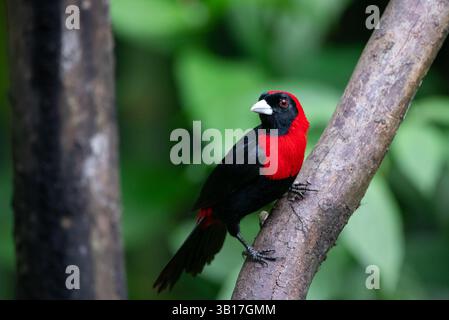 Un tanager à col cramoisi perché dans un arbre à l'Ecocentro Danaus Reserva Biologica à la Fortuna, Costa Rica. Banque D'Images