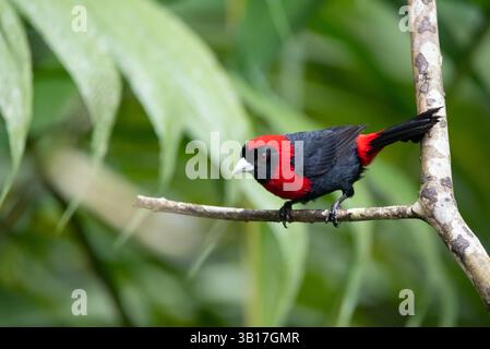 Un tanager à col cramoisi perché dans un arbre à l'Ecocentro Danaus Reserva Biologica à la Fortuna, Costa Rica. Banque D'Images