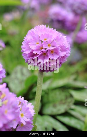 Primula denticulata pilon primula herbacée vivace avec tête mauve dans une bordure de jardin boisé au milieu du printemps. ROYAUME-UNI Banque D'Images