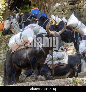 Caravane de yaks ou dzo avec cargaison sur le chemin du camp de base de l'Everest, marchandises et bagages, Népal Himalaya montagnes Banque D'Images