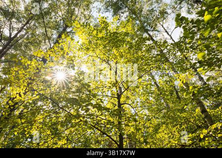 Soleil brille à travers les arbres de Green Forest Banque D'Images