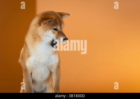 Portrait de chien shiba inu japonais rouge blanc sur fond orange. Portrait en gros plan d'un chien de race rouge Shiba inu assis dans le studio. Femelle Shiba Inu. Banque D'Images