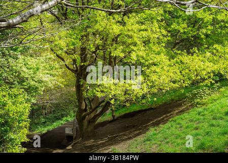 Un arbre vibrant, débordant de nouvelles feuilles de printemps, offre ombre et beauté le long d'un sentier pédestre. Le sentier invite les visiteurs à profiter d'une promenade paisible Banque D'Images