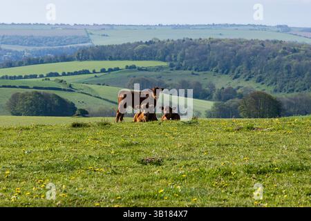 Une vue depuis Ditchling Beacon dans les South Downs, avec trois veaux reposant sur la colline et regardant la caméra Banque D'Images