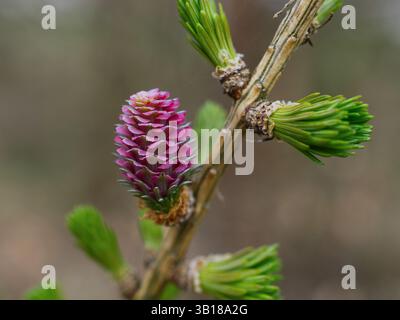 Petite pomme de pin rose sur une branche de conifère (Larix decidua). Les aiguilles et le cône poussent à nouveau au printemps Banque D'Images