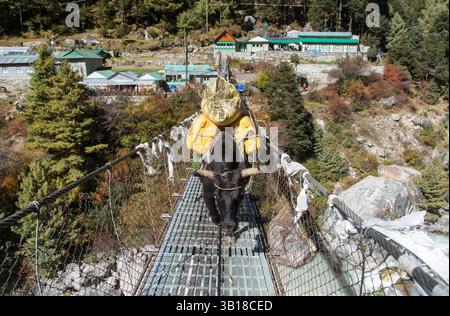Yak ou dzo avec des sacs à dos sur corde suspendue pont suspendu sur le chemin du camp de base du mont Everest près de Namche Bazar, Népal Himalaya montagnes, Yak In Banque D'Images