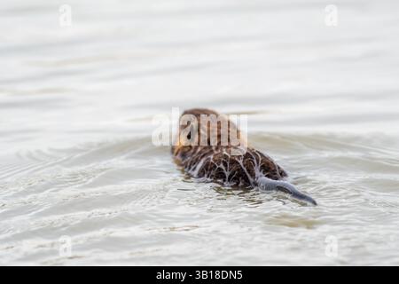 Ragondin (Myocastor coypus) nageant dans l'eau, affichant sa grande queue et sa fourrure brune, originaire des zones humides et des rivières. Banque D'Images