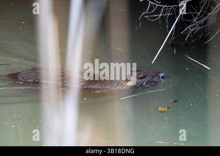 Un coypus Myocastor (Coypu) nageant calmement dans l'eau, mettant en valeur sa fourrure brune caractéristique et sa nature semi-aquatique. Banque D'Images