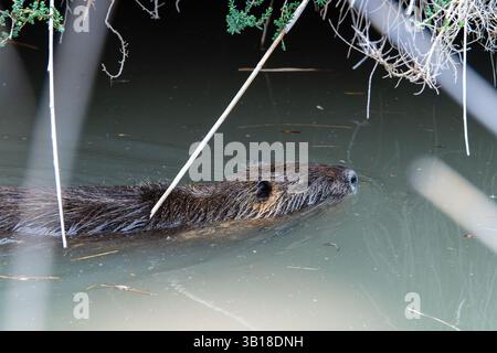 Un coypus Myocastor (Coypu) nageant calmement dans l'eau, mettant en valeur sa fourrure brune caractéristique et sa nature semi-aquatique. Banque D'Images