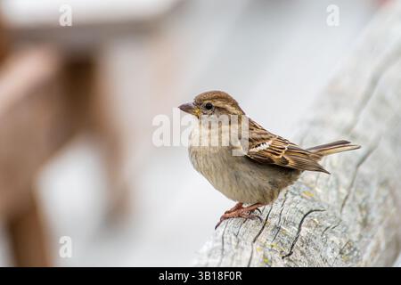 Un passer domesticus (moineau de maison féminine) perché sur une clôture en bois, observant calmement son environnement dans un environnement urbain. Banque D'Images