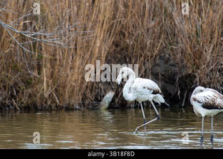 Phoenicopterus roseus (plus grand flamant) au plumage blanc et noir très clair, marchant gracieusement dans l'eau dans un habitat naturel. Banque D'Images