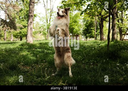 Un joyeux merle Border Collie rouge se tient debout sur ses pattes arrière dans un parc ensoleillé, effectuant un tour amusant entouré d'une végétation luxuriante. Heureux Smart Do Banque D'Images