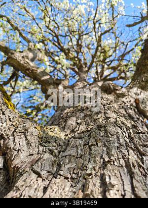 Vue rapprochée de l'écorce texturée d'un arbre en fleurs et des branches s'étendant vers un ciel bleu clair Banque D'Images