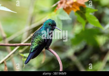 Gros plan d'un colibri à ventre violet perché sur une branche dans le nord-ouest de l'Équateur. Banque D'Images