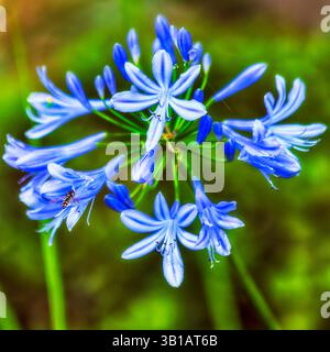 Lily of the Nile fleur bleue en fleurs dans le jardin paysager de l'Australie - nature en plein air avec peu d'abeille de travail. Banque D'Images