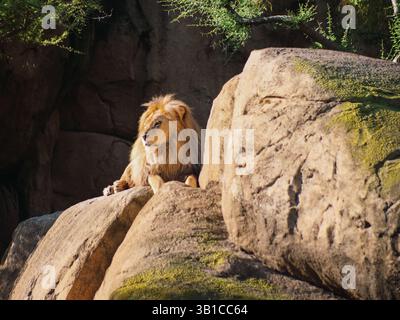 Lion couché sur le rocher pendant la soirée ensoleillée Banque D'Images