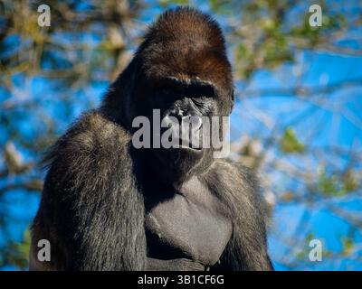 Portrait d'un grand gorille dangereux et dominant Banque D'Images