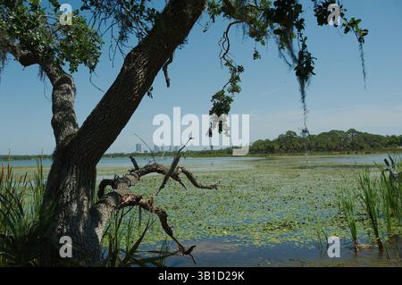 Paisible étang forestier entouré de verdure luxuriante un jour ensoleillé, étang forestier serein reflétant les arbres et un ciel bleu clair, immergé dans un vent naturel Banque D'Images