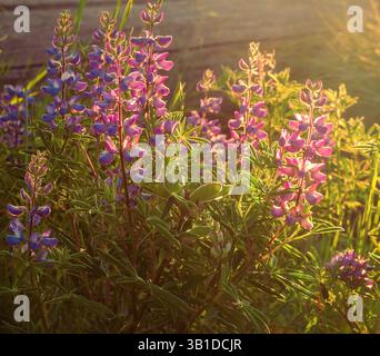 Spring Lupine Banque D'Images