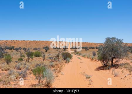 Piste reculée parmi les dunes de sable du désert de Simpson, Outback australien, Queensland, Queensland, Queensland, Queensland, Australie Banque D'Images