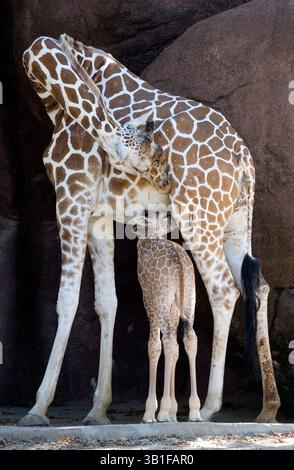 25 septembre 2010 - produit Louis, Missouri, États-Unis - le plus récent ajout du zoo de Saint Louis, une girafe réticulée d'à peine deux semaines, est debout. Il pèse 136 livres et mesure plus de 6 pieds de haut. C'est le septième veau pour Susie et Dexter, qui ont engendré 13 veaux. Maman et bébé Desi vont bien, et la famille de girafe peut être vue ensemble à l'extérieur dans la zone des Red Rocks ou à l'intérieur de la Maison antilope. Les girafes mères sont très affectueuses et protectrices envers leurs bébés, les touchant et les léchant fréquemment. La période de gestation de Susie était d'environ 15 mois. La girafe est le plus grand livi Banque D'Images