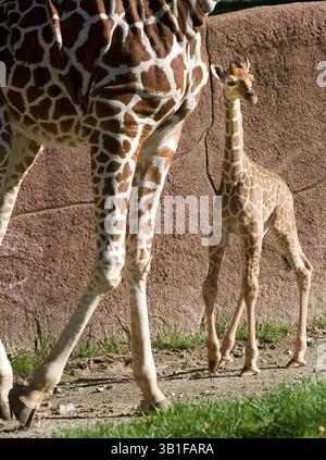 25 septembre 2010 - produit Louis, Missouri, États-Unis - le plus récent ajout du zoo de Saint Louis, une girafe réticulée d'à peine deux semaines, est debout. Il pèse 136 livres et mesure plus de 6 pieds de haut. C'est le septième veau pour Susie et Dexter, qui ont engendré 13 veaux. Maman et bébé Desi vont bien, et la famille de girafe peut être vue ensemble à l'extérieur dans la zone des Red Rocks ou à l'intérieur de la Maison antilope. Les girafes mères sont très affectueuses et protectrices envers leurs bébés, les touchant et les léchant fréquemment. La période de gestation de Susie était d'environ 15 mois. La girafe est le plus grand livi Banque D'Images