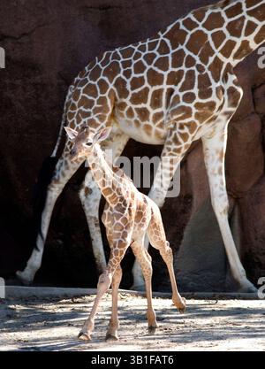 25 septembre 2010 - produit Louis, Missouri, États-Unis - le plus récent ajout du zoo de Saint Louis, une girafe réticulée d'à peine deux semaines, est debout. Il pèse 136 livres et mesure plus de 6 pieds de haut. C'est le septième veau pour Susie et Dexter, qui ont engendré 13 veaux. Maman et bébé Desi vont bien, et la famille de girafe peut être vue ensemble à l'extérieur dans la zone des Red Rocks ou à l'intérieur de la Maison antilope. Les girafes mères sont très affectueuses et protectrices envers leurs bébés, les touchant et les léchant fréquemment. La période de gestation de Susie était d'environ 15 mois. La girafe est le plus grand livi Banque D'Images