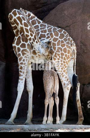 25 septembre 2010 - produit Louis, Missouri, États-Unis - le plus récent ajout du zoo de Saint Louis, une girafe réticulée d'à peine deux semaines, est debout. Il pèse 136 livres et mesure plus de 6 pieds de haut. C'est le septième veau pour Susie et Dexter, qui ont engendré 13 veaux. Maman et bébé Desi vont bien, et la famille de girafe peut être vue ensemble à l'extérieur dans la zone des Red Rocks ou à l'intérieur de la Maison antilope. Les girafes mères sont très affectueuses et protectrices envers leurs bébés, les touchant et les léchant fréquemment. La période de gestation de Susie était d'environ 15 mois. La girafe est le plus grand livi Banque D'Images