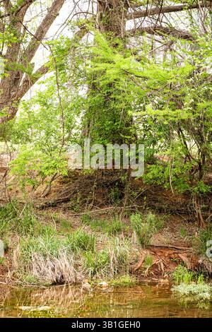 Cyprès imposant, enveloppé dans une croissance printanière fraîche, est enraciné dans la terre rouge et emmêlé sous-bois. Banque D'Images